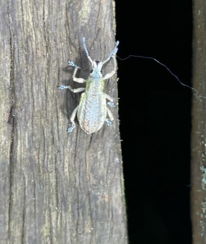 Gorgojo de anillo dorado - Compsus auricephalus